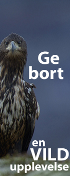 Ge bort en vild upplevelse