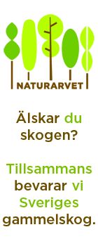 Tillsammans bevarar vi Sveriges gammelskog