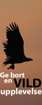 En vild upplevelse - en julklapp som gynnar naturens mångfald